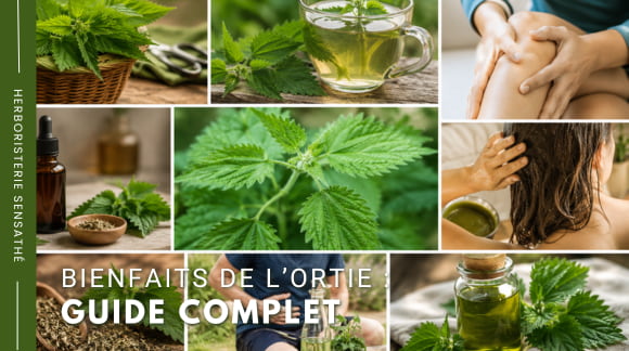 Bienfaits de l'ortie - guide complet - Herboristerie Sensathé